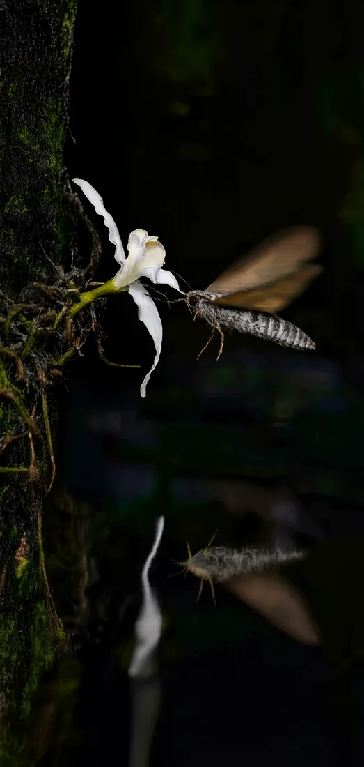A hovering moth reaches toward a white ghost orchid growing from a mossy tree in darkness.