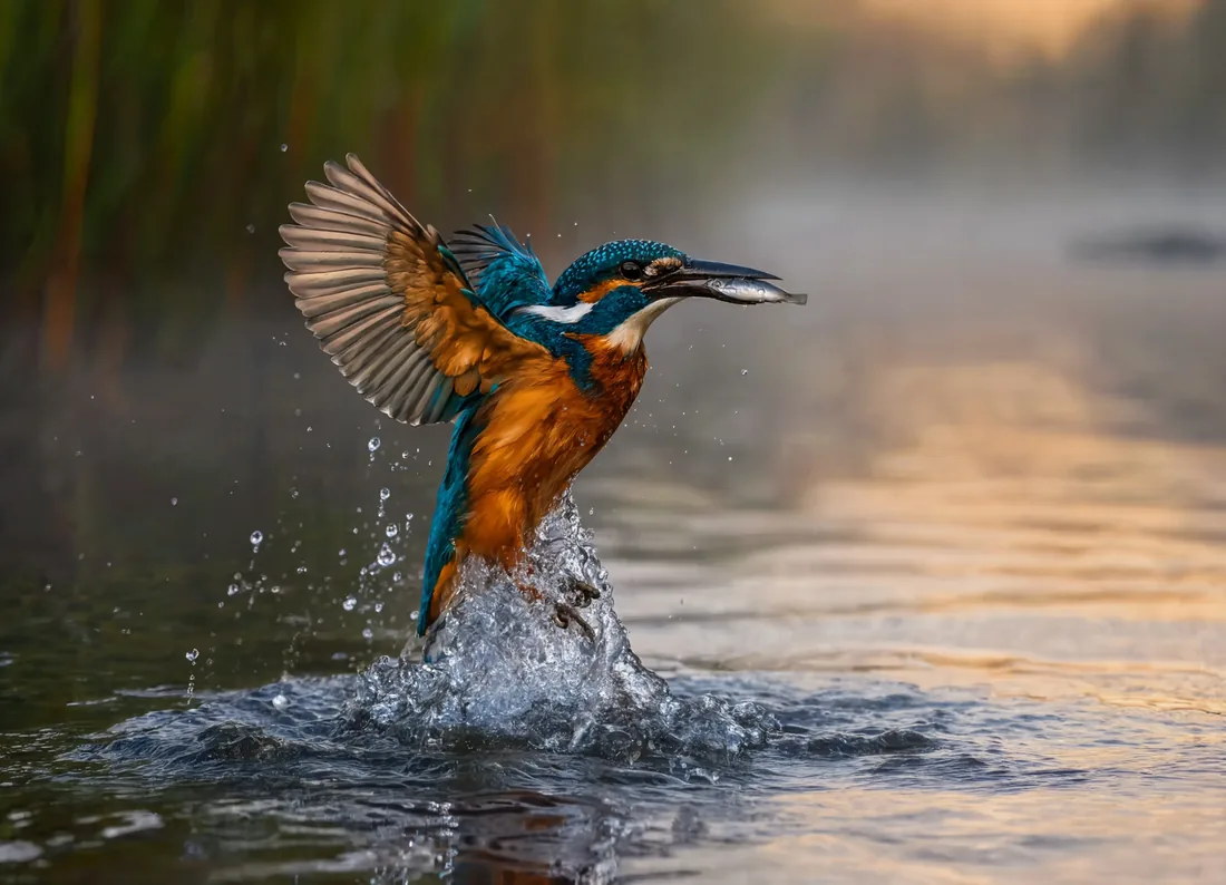 A kingfisher bursts from the water carrying a small fish, wings open in warm evening light.