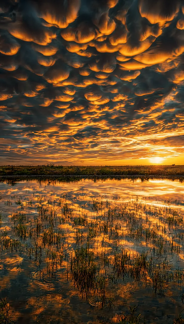 Orange mammatus clouds fill the sky above a reflective marsh at sunset.