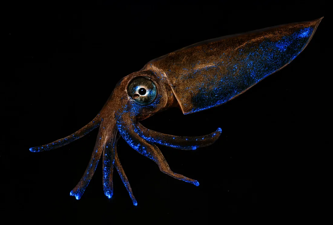 A translucent blue-lit squid floats against a pure black deep-sea background.